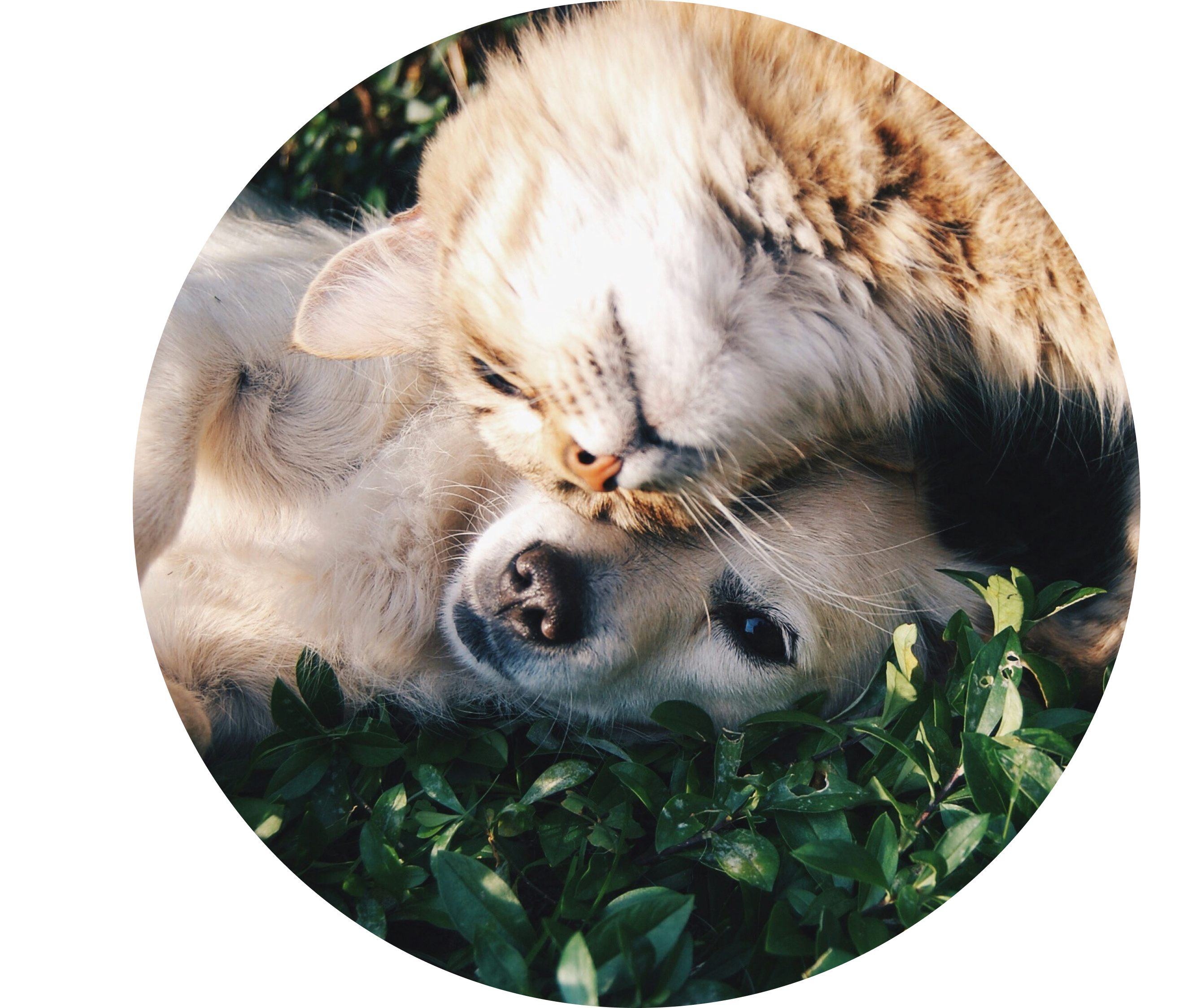 Gato e cachorro juntos